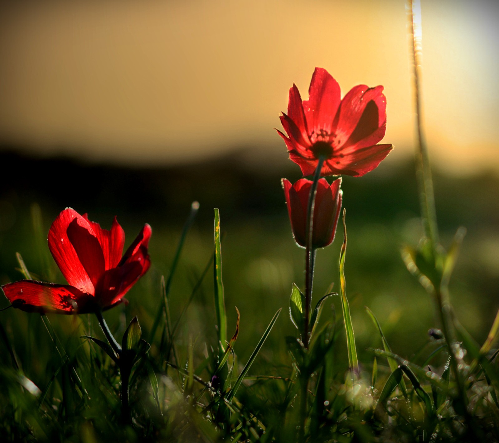 poppies, red Download Wallpaper