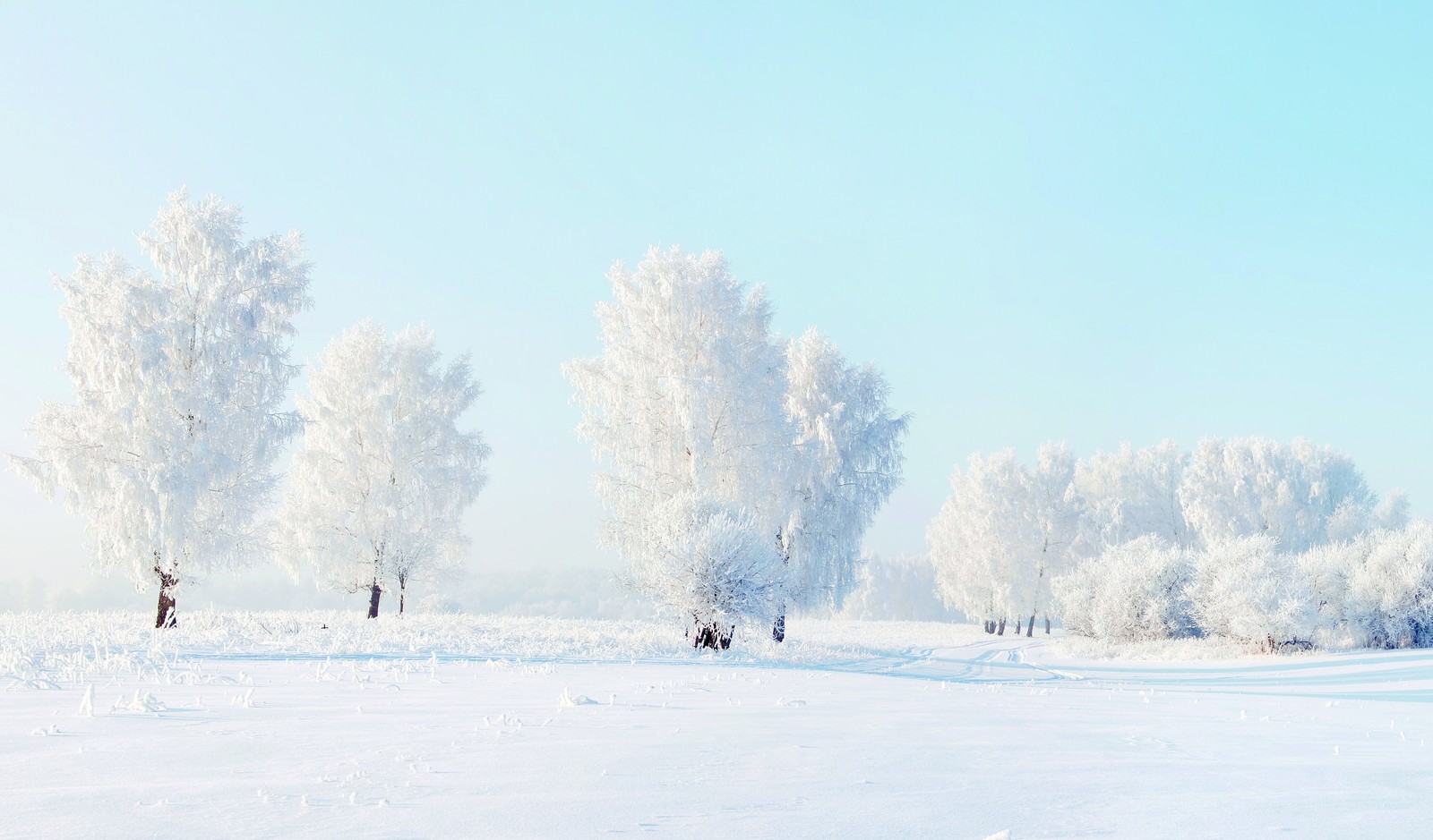 Snowy trees in a field with a blue sky and a few people (snow, winter, freezing, tree, frost)