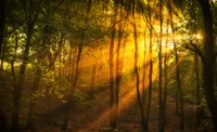 Sunlight Filtering Through a Lush Woodland Grove