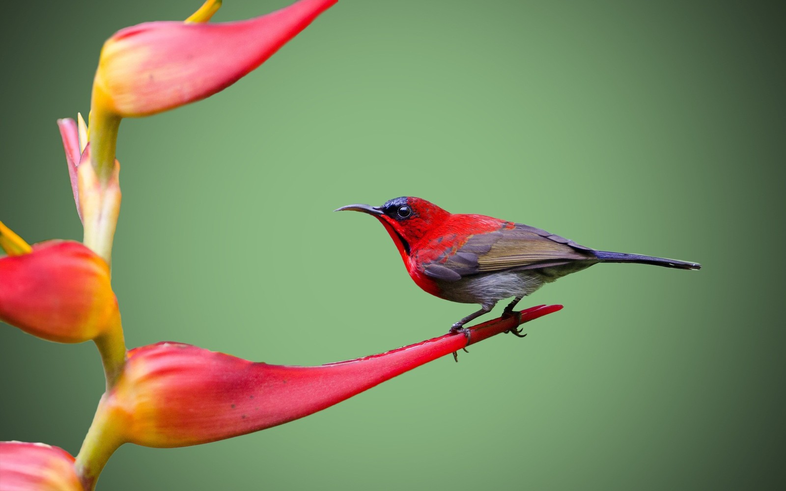 Un oiseau qui est assis sur une tige de fleur (oiseau, rouge, bec, fleur, pétale)