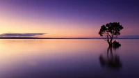 Silueta de un árbol solitario al atardecer sobre aguas tranquilas