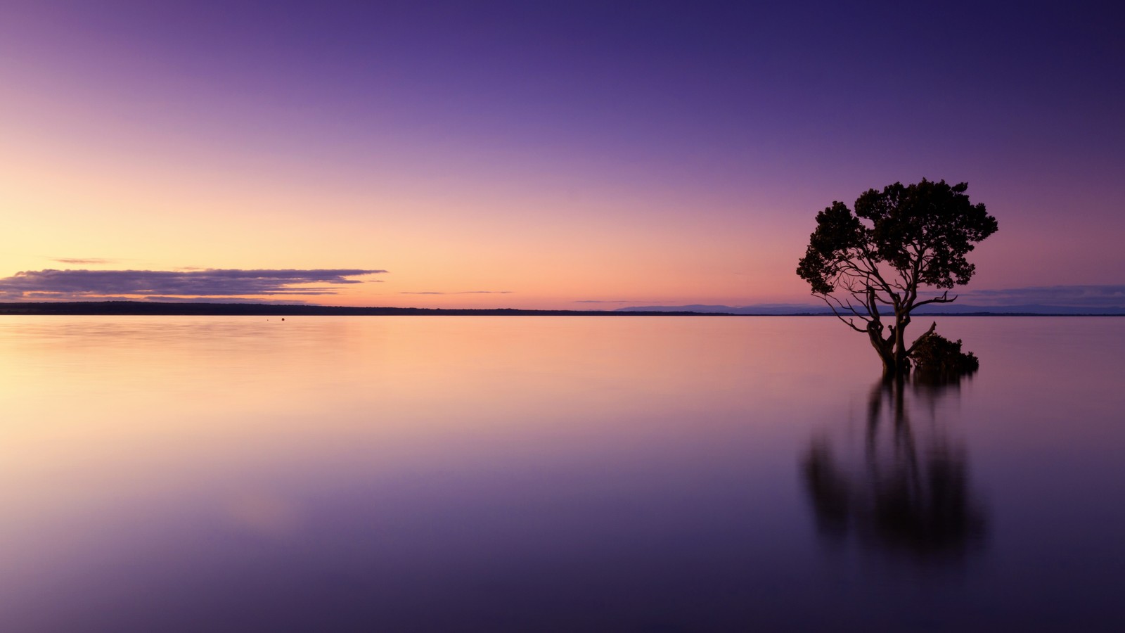 Uma árvore solitária está de pé no meio de um lago (tree silhouette, por do sol, horizonte, corpo de água, crepúsculo)