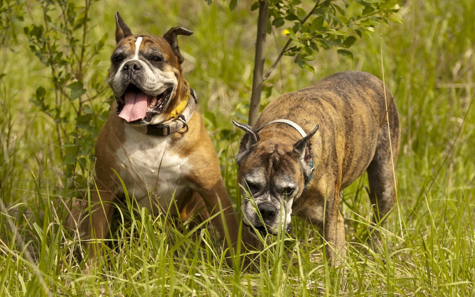 Скачать обои боксер, бульдог, bulldog, щенок, порода собак