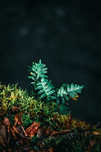 De fougères vertes luxuriantes et de la mousse prospèrent dans un cadre sombre et naturel, mettant en valeur la beauté des plantes terrestres.