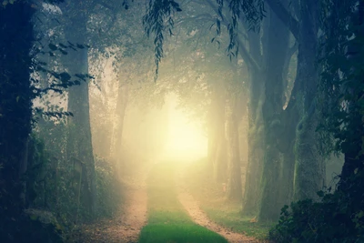 Caminho matinal enevoado através de uma floresta mística