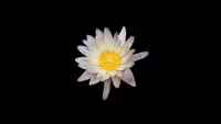 Impresionante flor de lirio de agua blanca floreciendo sobre un fondo negro