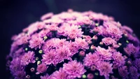 Vibrant Lilac Chrysanthemums in Full Bloom