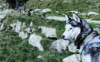 Husky sibérien dans un paysage naturel serein, entouré de rochers et d'herbes.