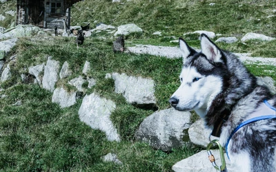 Siberian Husky in a serene natural landscape, surrounded by rocks and grasses.