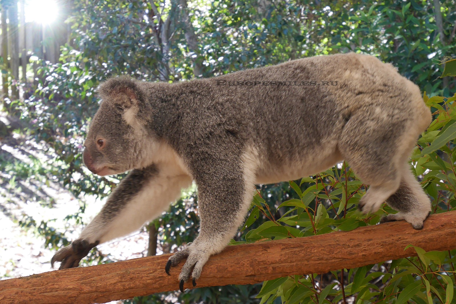 Hay un koala caminando por una rama en el bosque (koala, animal terrestre, vida silvestre, árbol, simio)