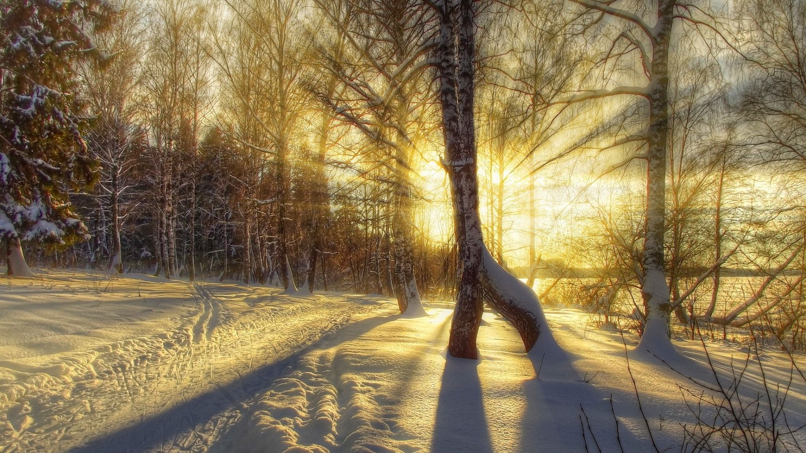 winter, snow, sunset, tree, nature wallpaper