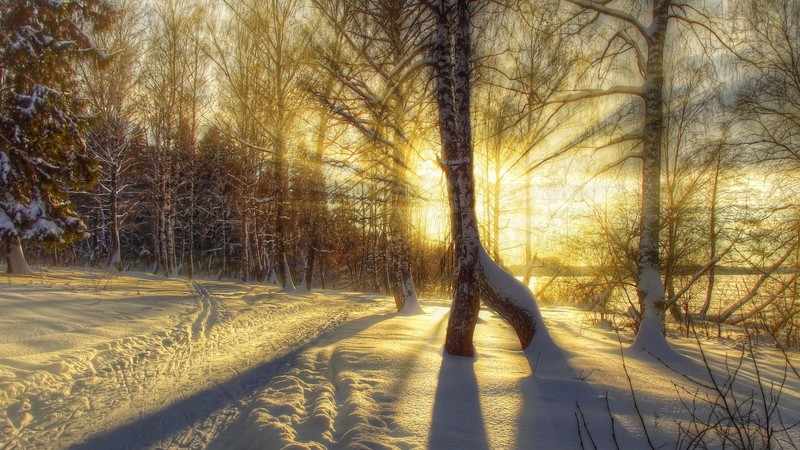 Близкий план снежной тропы в лесу (зима, снег, закат, дерево, природа)