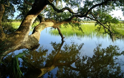 Reflejos exuberantes de árboles en un sereno lago de verano