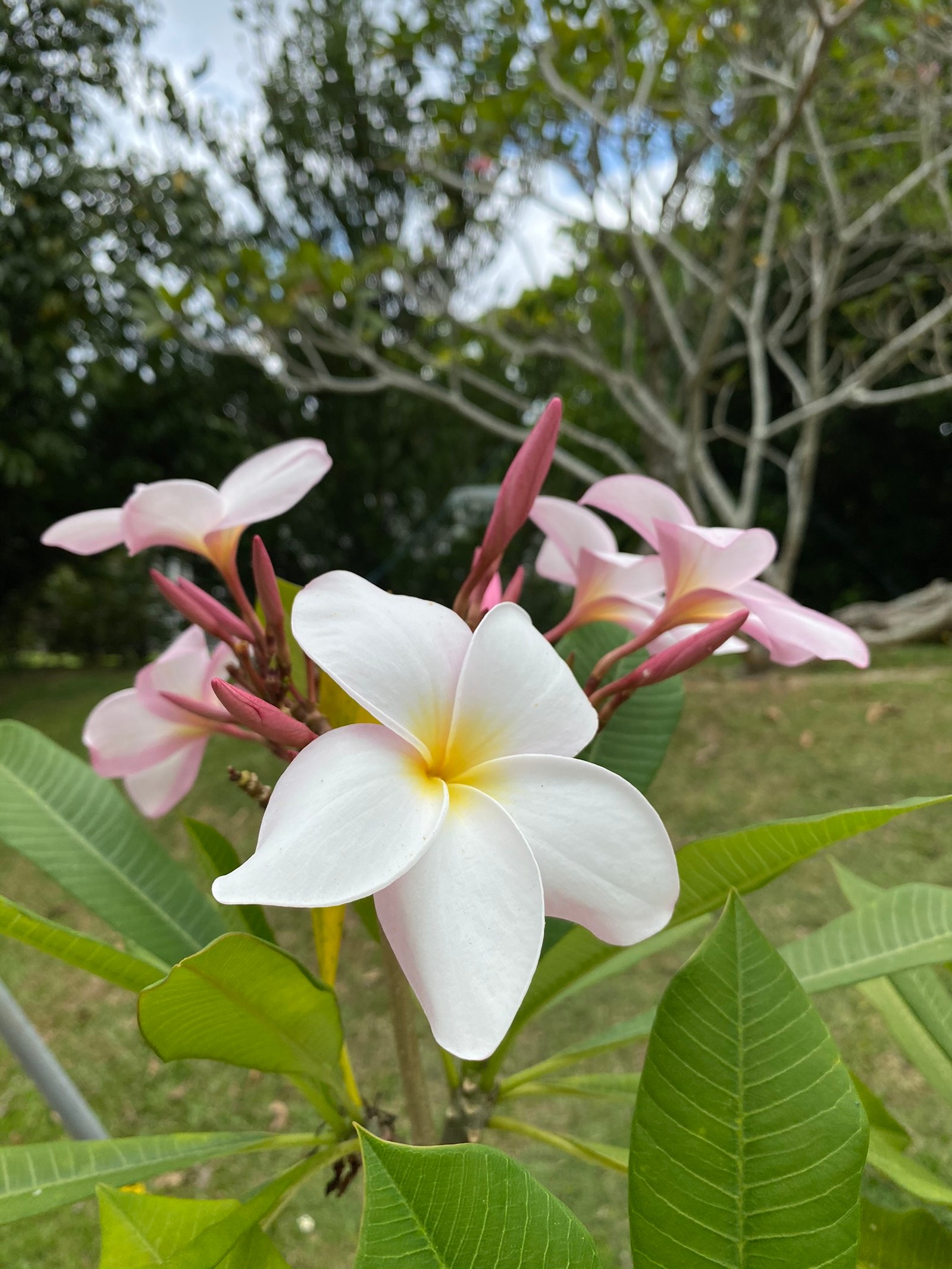 Una flor blanca con pétalos rosas en un árbol (flora, ciencia, física, vegetación, pétalo)