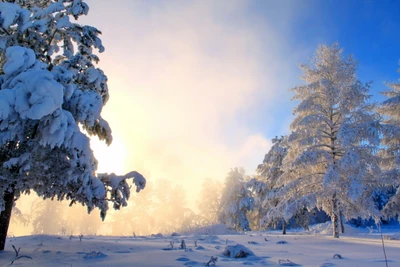 пейзаж, снег, зима, дерево, природа