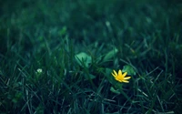 Flor silvestre amarela vibrante em meio a um prado verde exuberante