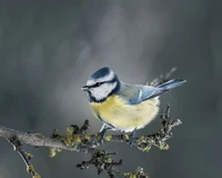 Blue Tit Perched on a Branch in a Serene Wildlife Setting