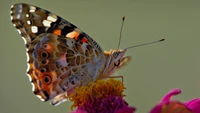 Gros plan d'un papillon vibrant posé sur une fleur, montrant des motifs et des couleurs complexes sur ses ailes.