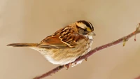 Moineau domestique sur une branche : Un dessin détaillé d'un oiseau chanteur