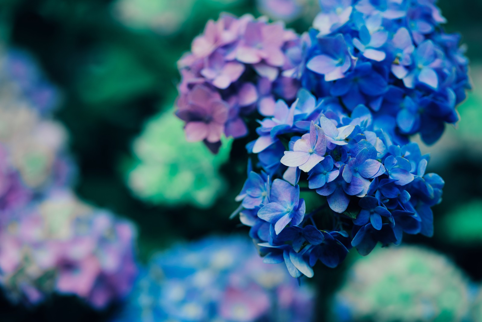 Un gros plan d'un groupe de fleurs bleues (fleurs violettes, floraison, plante, macro, 5k)