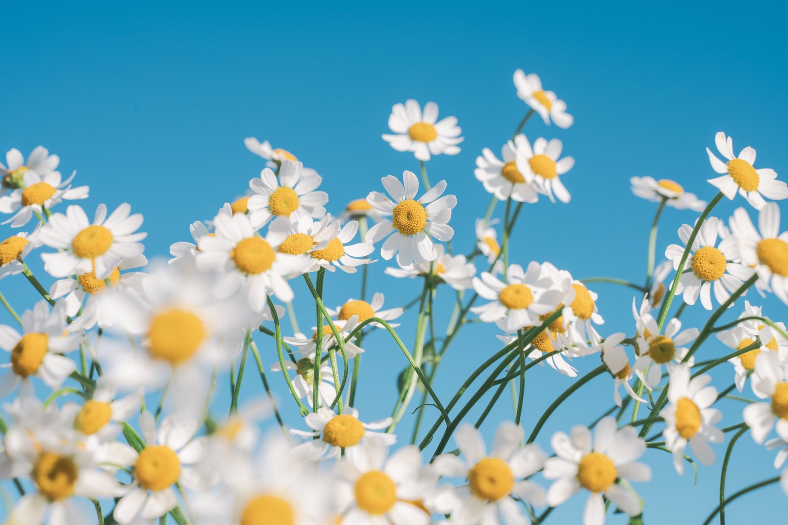 Eine nahaufnahme eines straußes aus weißen und gelben blumen (chamomile flowers, ästhetisch, weiße blumen, klarer himmel, blumen)