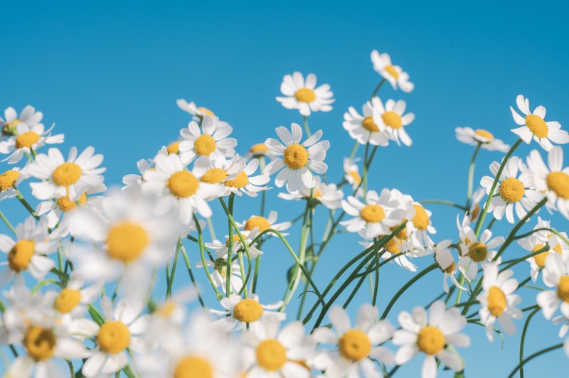 Крупный план букета белых и желтых цветов (chamomile flowers, эстетика, белые цветы, ясное небо, цветы)