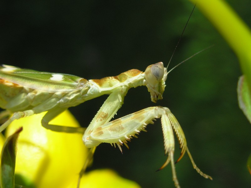 Крупный план богомола на растении с желтыми цветами (богомол, mantis, насекомое, членистоногое, дикая природа)