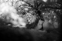 León majestuoso en un entorno monocromático en blanco y negro