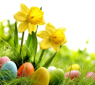 Oeufs de Pâques colorés entourés de jonquilles jaunes vives dans l'herbe printanière