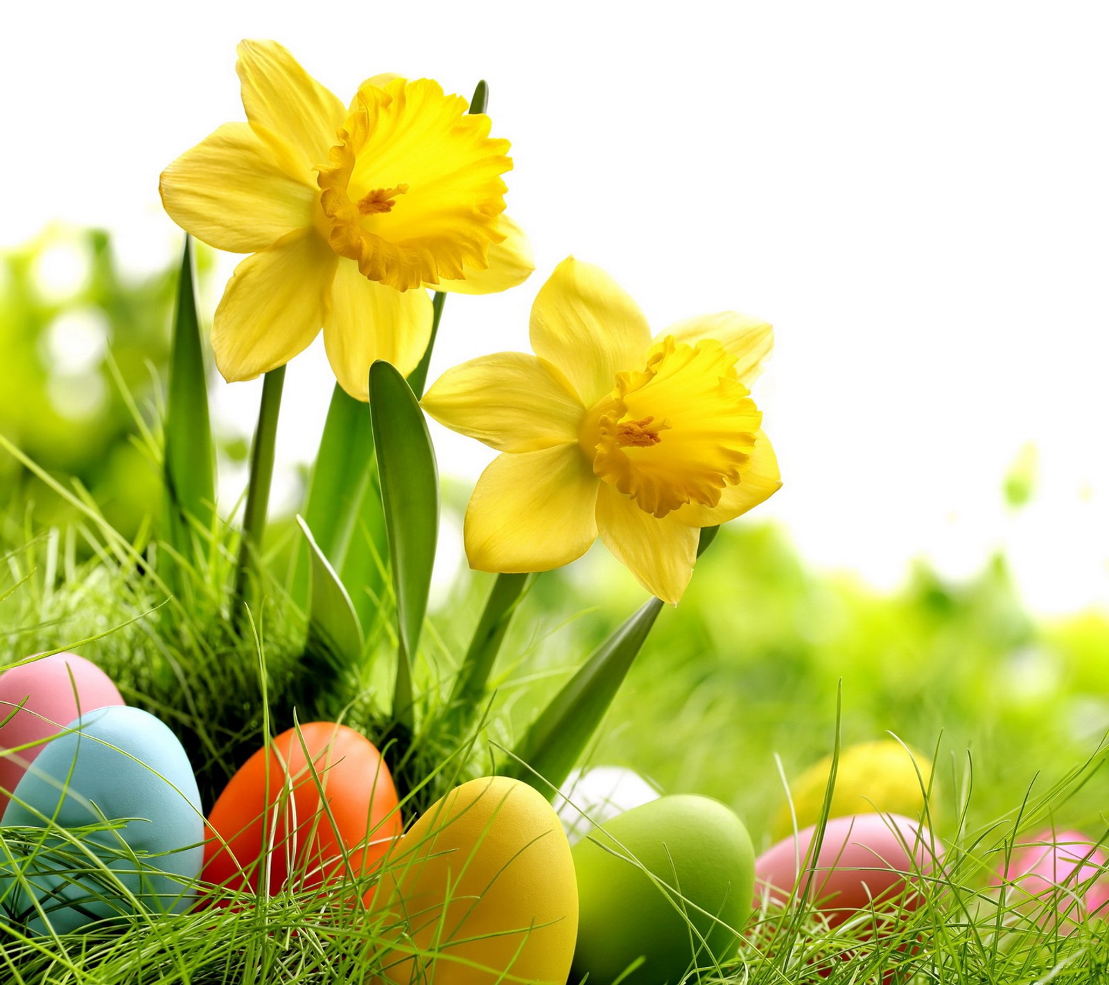 Yellow daffodils and easter eggs in the grass (easter, eggs, flowers, spring)