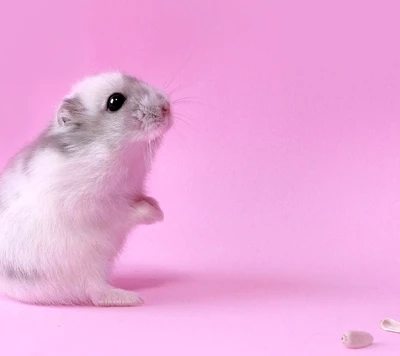 hamster