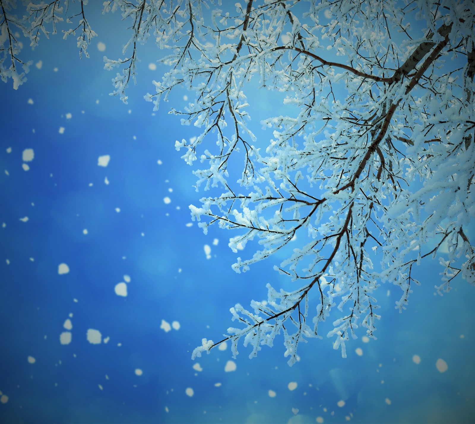 Neve caindo de um galho de árvore em um céu azul (abej, beograd, inverno)