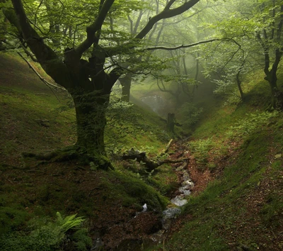 fog, forest, trees