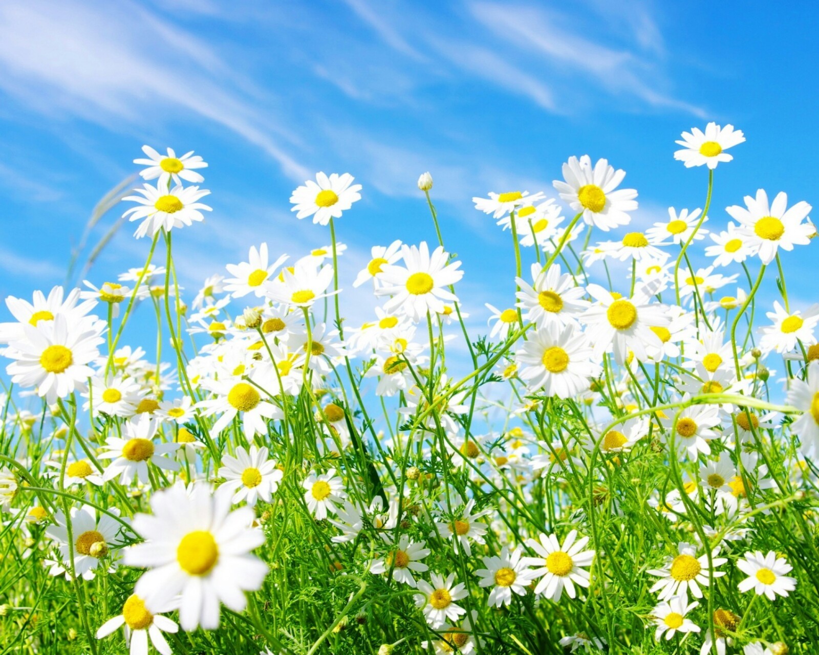 Gros plan d'un champ de fleurs blanches avec un ciel bleu en arrière-plan (bleu, nuages, marguerite, fleurs, herbe)