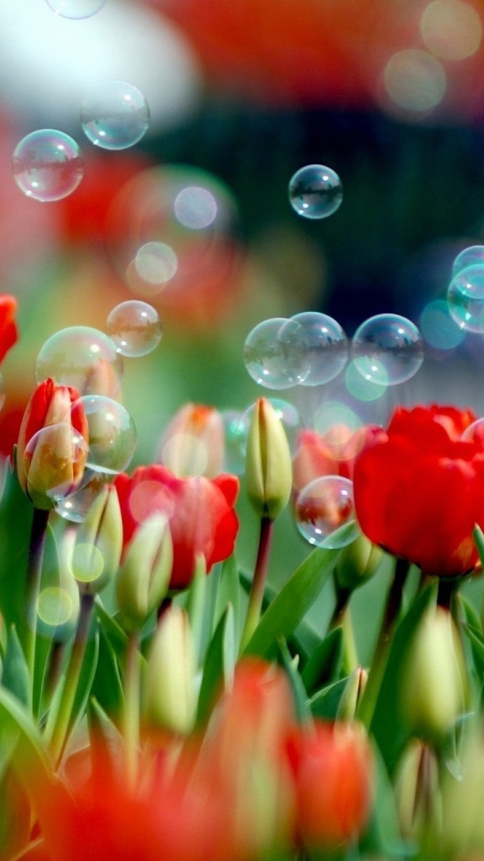 beauty, bubbles, red, summer, tulips wallpaper