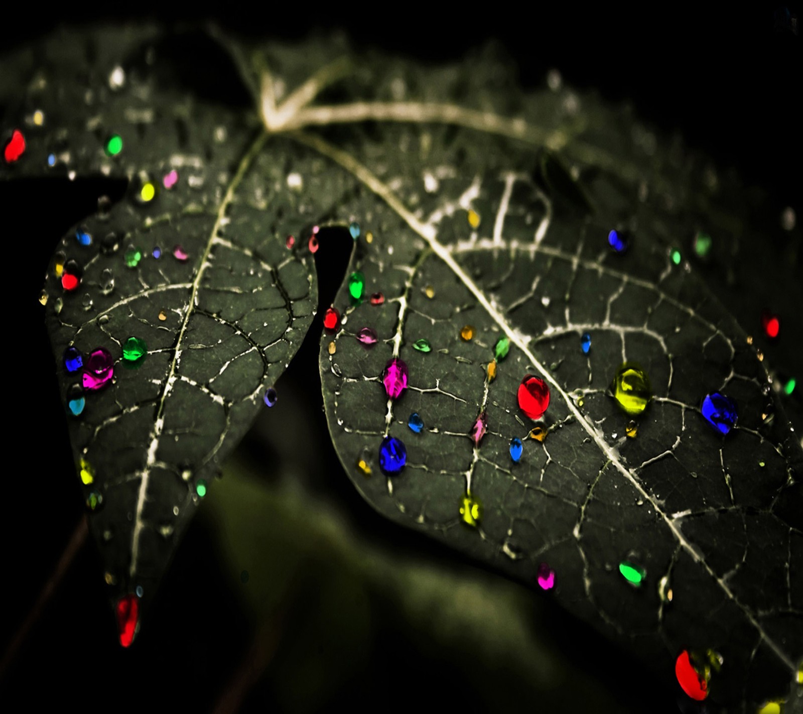 A close up of a leaf with many colored dots on it (drop, leaf, water)