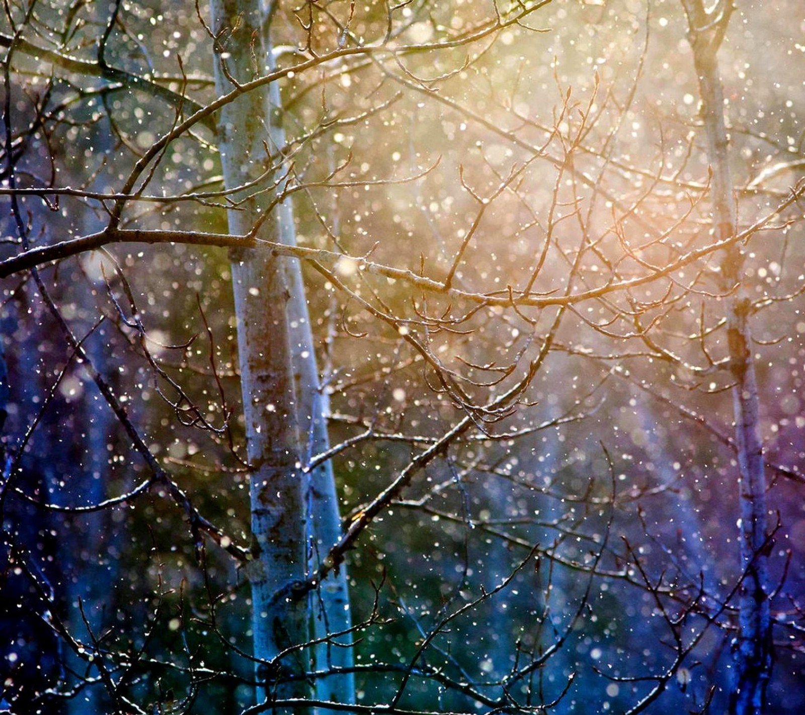 Gros plan d'un arbre avec de la neige dessus dans les bois (automne, amour, neige)