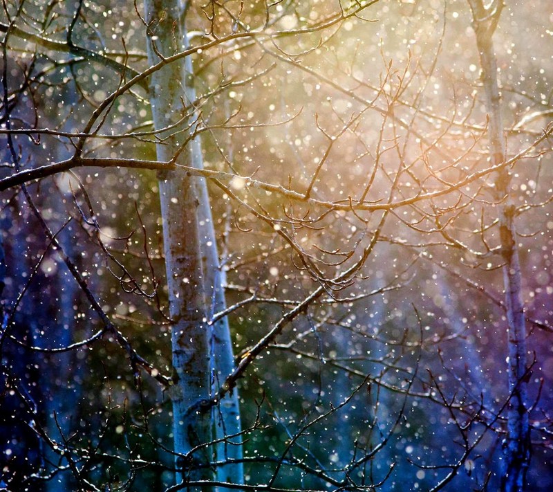 A close up of a tree with snow on it in the woods (fall, love, snow)