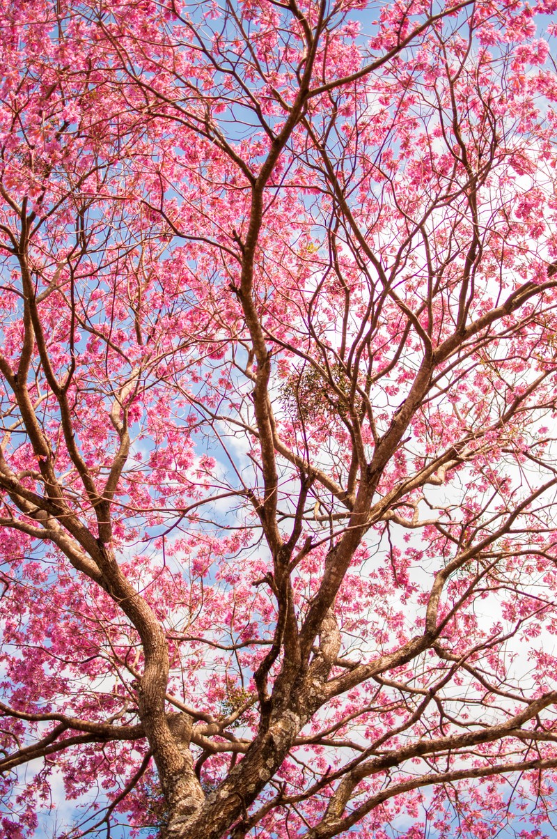 Un gros plan d'un arbre avec des fleurs roses (rose, arbre rose)