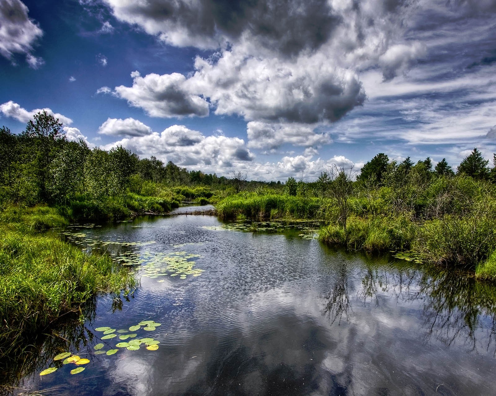 Une petite rivière avec des nénuphars au milieu (incroyable, génial, forêt, hd, lac)