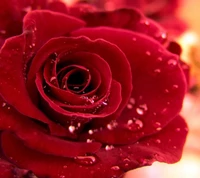 love hd, rose