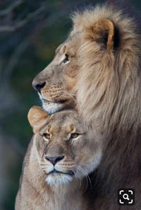 king, lion