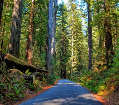 Una carretera serena que serpentea a través de un frondoso bosque de árboles altos.