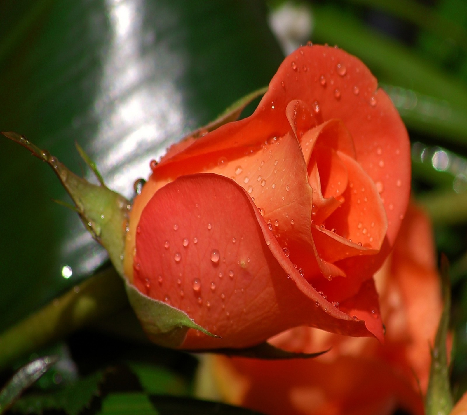 Baixar papel de parede flor, natureza, laranja, rosa