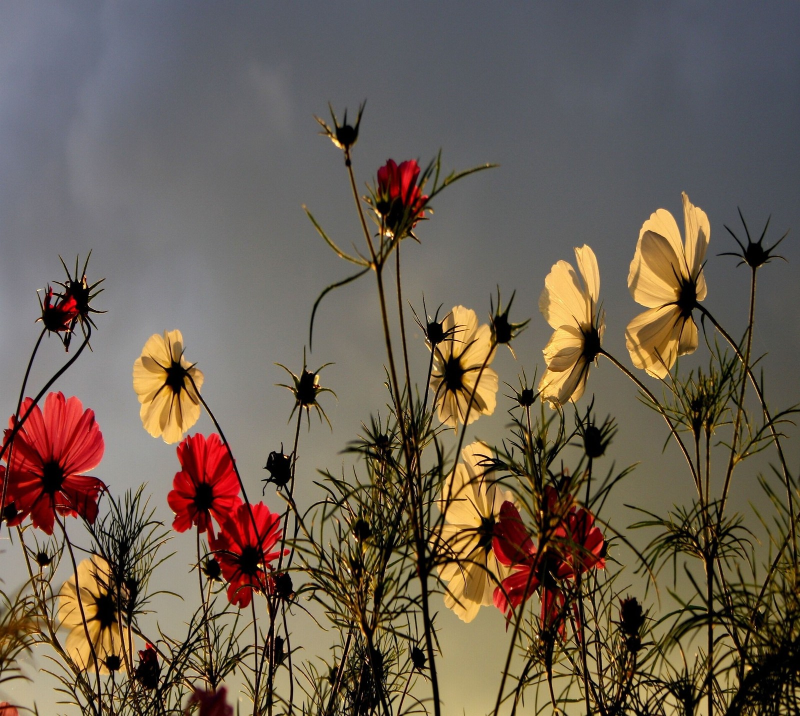 Flores em um campo com um céu nublado ao fundo (abej, beograd, flores)