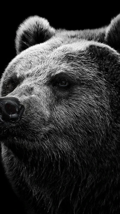 animal, ours, grizzly