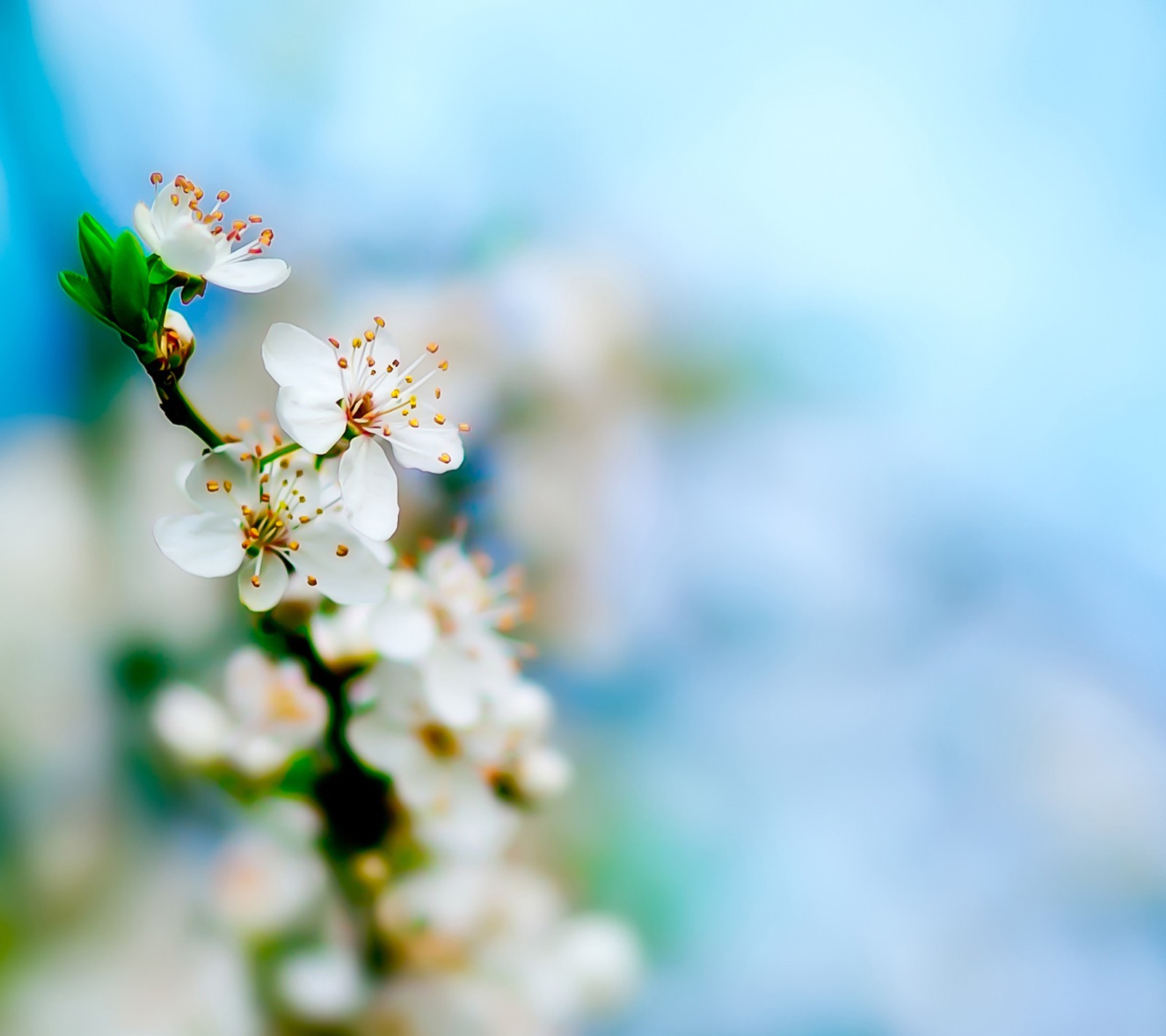 Descargar fondo de pantalla manzana, floración, árbol