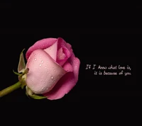 Download nice wallpaper, rose for free