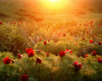 blume, gras, sonne