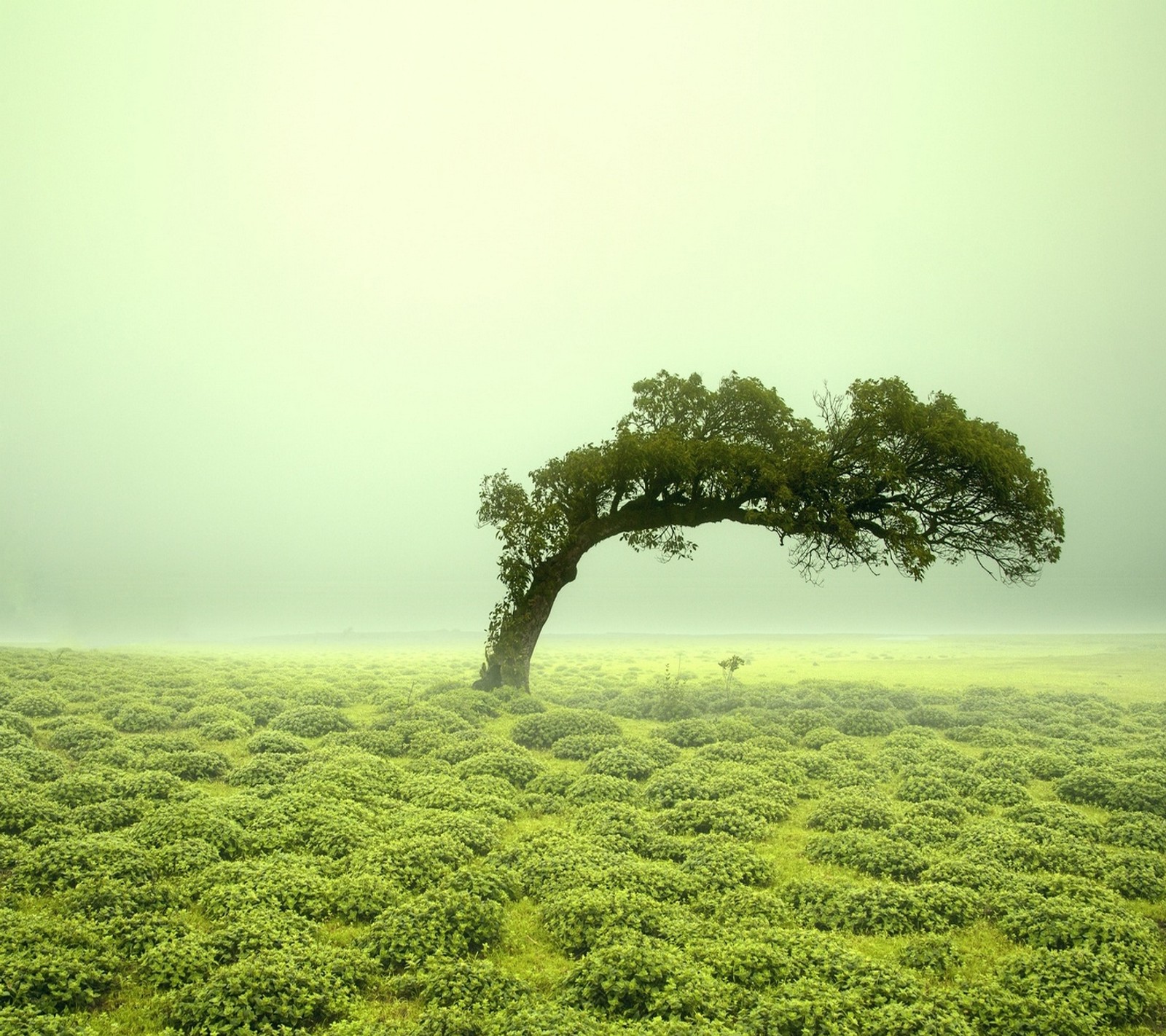 Un arbre solitaire dans un champ d'herbe verte (abej, beograd, arbre)